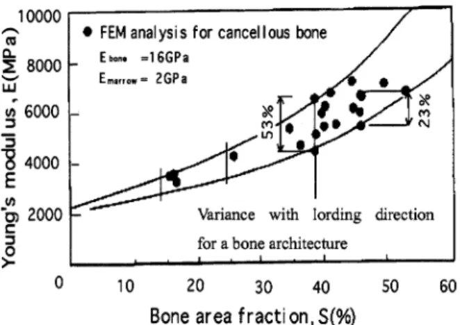 Fig.  7  Relationship  between  Young's  modu1us  and  bone area fraction for cancellous  bone  model.