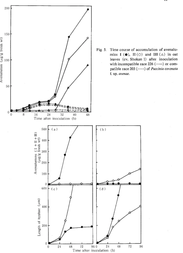 Fig  5  Time course of  accumulation  of avenalu-  mins  I  ( 8 ) ,   I1 (0)  and  111  ( A )   in  oat  leaves  (cv