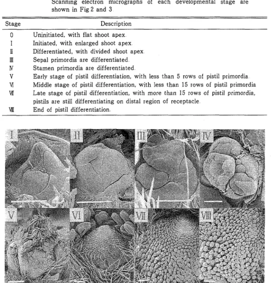 Fig3 Primaryflowerbudsof Ai−Berry strawberryateachdevelopmentalstage describedinTablel   Barsindicate300FEm    イチゴの花芽発育過程については，江口（18，19）がその概要を既に明らかにしている．しかし，発育段階の分   別基準やその呼称は研究者によって異なる（18，19，20，21，34，64，65，84，89）雄ずい分化期までだけについても，   森下・本多（84）は，分化開始期，分化期，がく片
