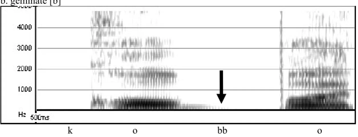Figure 2: Spectrograms of singleton and geminate [b] pronounced by Speaker W. While  voicing is fully maintained in the singleton [b] (a), partial devoicing is  observed after the arrow in the geminate [bb] (b)