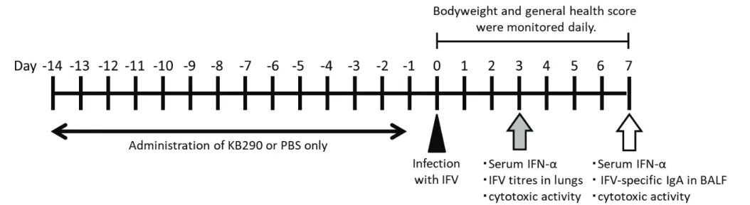 Figure 2. Schedule for animal experiments. Mice were assigned to three groups, Normal, Control, and KB290