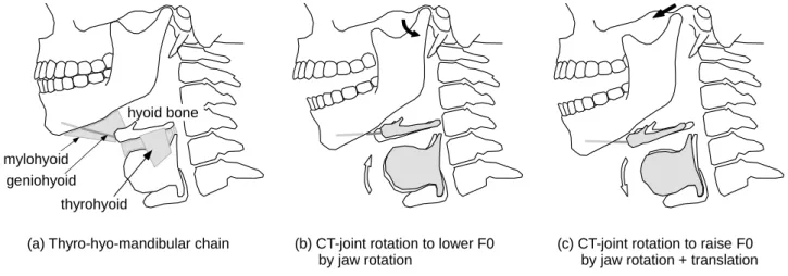 Figure 6. Possible effects of jaw rotation and translation on the larynx, (a) Anatomical relationship of the jaw, hyoid  bone, and laryngeal cartilages, (b) Jaw opening by rotation can cause a reverse rotation of the cricothyroid joint,  effec-tively short