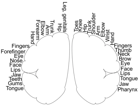 Figure 3.1: Sensory and motor cortex and associated body regions