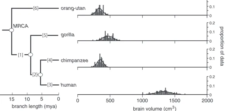 Figure 2. Inter- and intraspecific variation in brain volume in four species of great apes, including humans, together with their phylogeny