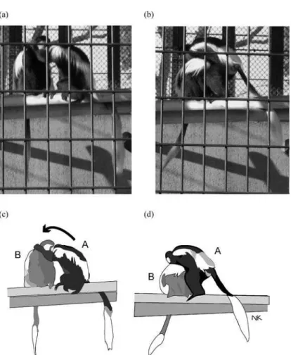 Fig. 1. Overhead mounting behavior. Individual A grasps the shoulder of indi-