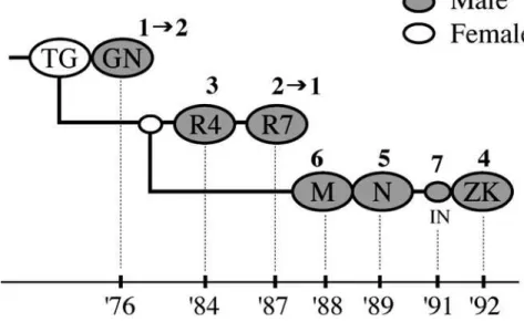 Fig. 1. Genealogy among the 6 highest-ranked males and the alpha female (TG). The numbers