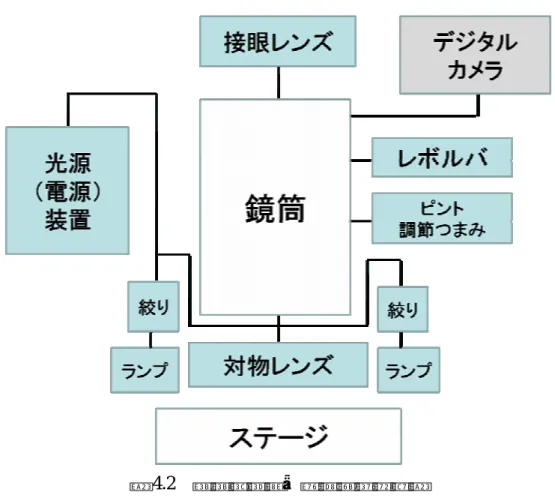 図 4.2  システム実体顕微鏡の系統図  システム実体顕微鏡は、光源から発生させた光を試料に照射して、透過光、反射光 を光学系で集光して像を拡大し観察を行うものである。 初めに観察するサンプルをステージに固定する。光源（電源）装置を起動しランプ に光を発生させ絞りで光量を調整して、光をステージ上のサンプルに当てる。システ ム実体顕微鏡の倍率はレボルバを操作することで 0.8 倍から 8 倍まで倍率の調節でき るので、レボルバを回して倍率を決定する。対物レンズの倍率が 1 倍、接眼レンズの 倍率が 10 倍