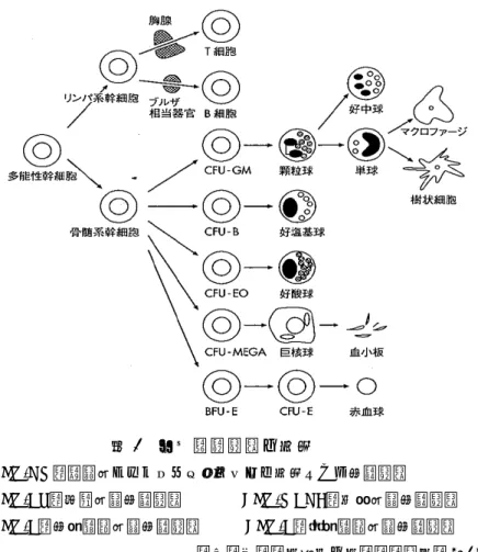 図 1  ヒト造血細胞の分化  CFU-GM：顆粒球およびマクロファージに分化しうる前駆細胞  CFU-EO：好酸球系前駆細胞        CFU-MEGA：巨核球系前駆細胞  BFU-E：前期赤芽球系前駆細胞      CFU-E：後期赤芽球系前駆細胞                                            （今西二郎：免疫学の入門，金芳堂，2012）  ◆血液細胞（血球）の種類    血球は、全血液量の約 45%を占め、赤血球、白血球、血小板からなるが、その大半（99% 