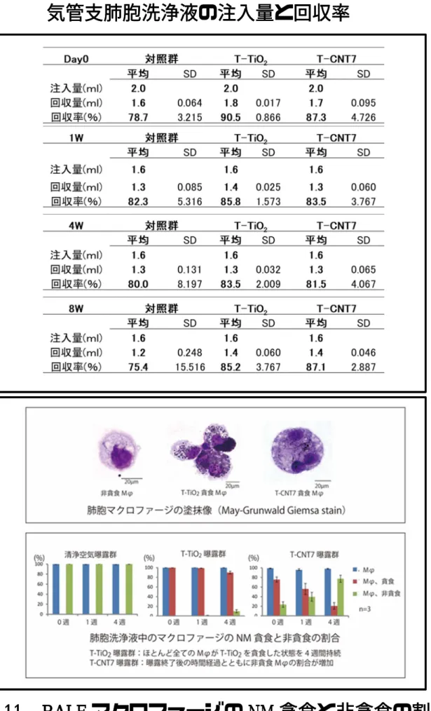 図 11    BALF マクロファージの NM 貪食と非貪食の割合  