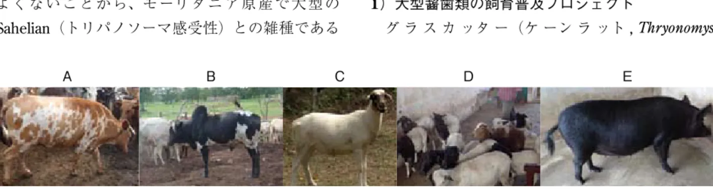 図 3　ガーナの在来家畜