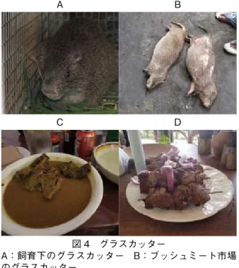 図 4　グラスカッター A：飼育下のグラスカッター　B：ブッシュミート市場 のグラスカッター C：グラスカッターの煮込み　D：グラスカッターの バーベキュー A BC D 図 5　 アファジャト山麓の野鳥より検出したクラミジアompA遺伝子の系統解析検出されたクラミジアompA 領域に関して、NJ 法により系統樹を作成した。検出された検体（Ghana_No.XX）は、全て C