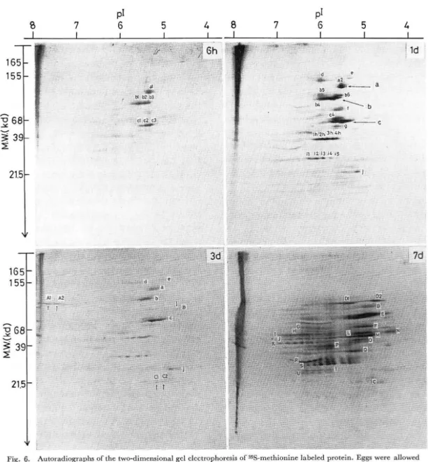 Fig.  6.  Autoradiographs  of the  two-dimensional  gel  electrophoresis  of 35S-methionine  labeled  protein