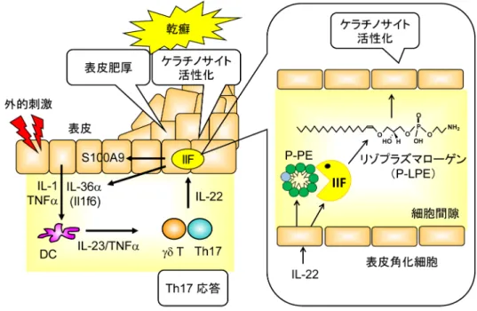図 2  リゾプラズマローゲンの産生機構