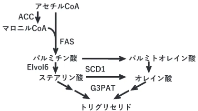 図 4  SREBP1c によって誘導される脂肪合成系酵素