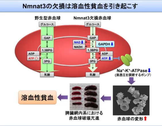 図 2  Nmnat3欠損マウス，過剰発現マウスの解析