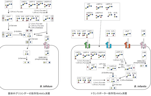 図 6  Biﬁdobacterium biﬁdum （左）とBiﬁdobacterium longum subsp. infantis （右）による HMOsの代謝経路