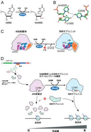 図 5  RlmEによる SAM濃度依存的rRNA の2′-O-メチル化修飾