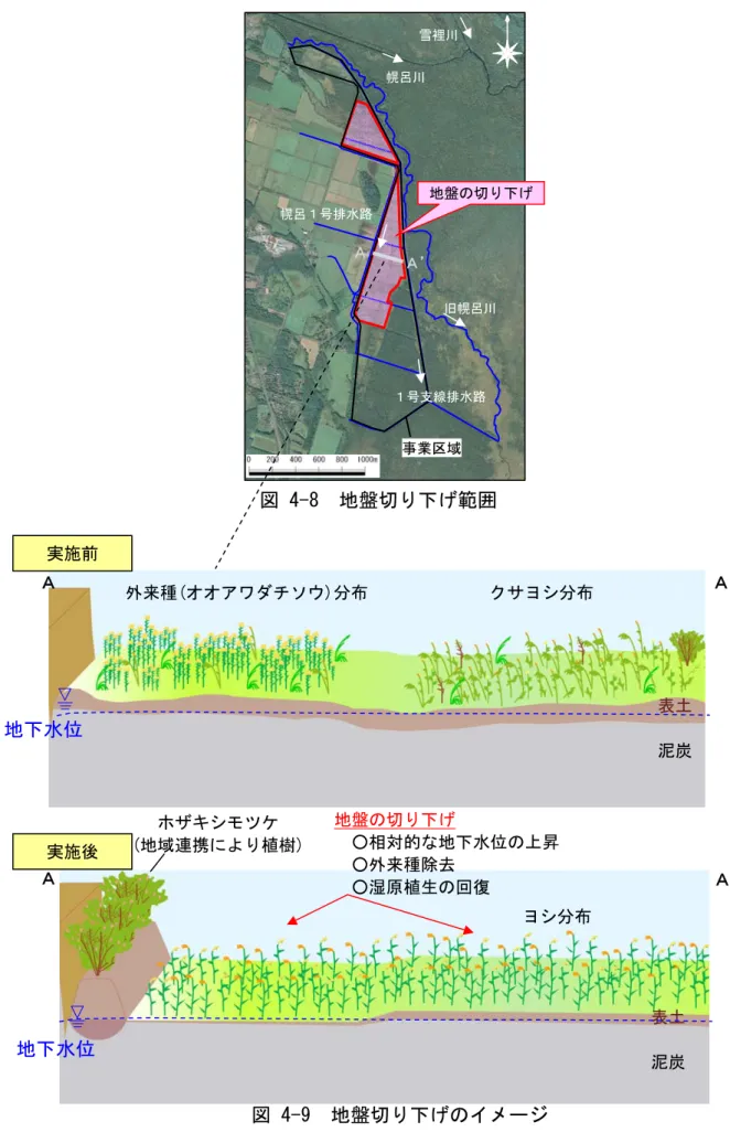 図 4-8  地盤切り下げ範囲  外来種(オオアワダチソウ)分布 実施前  実施後  地盤の切り下げ  ○相対的な地下水位の上昇  ○外来種除去  ○湿原植生の回復  クサヨシ分布 地下水位 事業区域 地盤の切り下げ１号支線排水路旧幌呂川幌呂１号排水路幌呂川雪裡川Ａ  Ａ’ Ａ  Ａ’ 表土 泥炭  ヨシ分布 ホザキシモツケ (地域連携により植樹)ＡＡ’ 