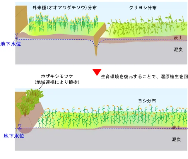 図 4-12  湿原植生回復のイメージ  生育環境を復元することで、湿原植生を回復 外来種(オオアワダチソウ)分布 地下水位 クサヨシ分布 地下水位 表土 泥炭 表土 泥炭 ヨシ分布 ホザキシモツケ (地域連携により植樹)