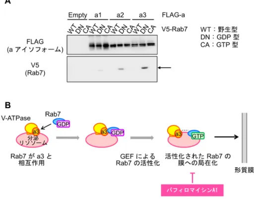 図 3  a3と Rab7の結合と分泌リソソームの輸送