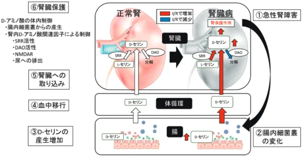 図 1  急性腎障害における腸内細菌叢由来 D -セリンの代謝活性