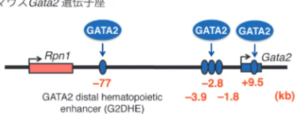 図 1  マウス Gata2遺伝子の血球系エンハンサー