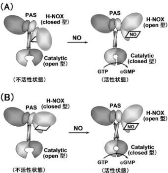 図 7  single-particle electron microscopyから推定されたsGC の構 造の模式図 PAS とH-NOX ドメインからなる大モデュールと小モデュール （触媒ドメイン）はヘリックス（コイルドコイル）ドメインに より連結されている．NO が H-NOXドメインに結合すると，触 媒ドメインと PAS‒H-NOXドメインとの相互作用（A），あるい はヘリックスドメインのねじれ（B）を介して触媒ドメインの構 造がopen 型から closed型に変換し活性化されるものと推定され る
