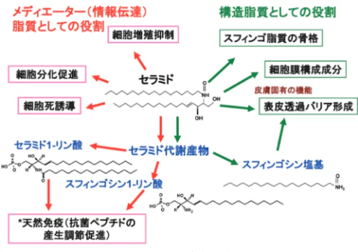 図 1  セラミドとその代謝産物の多様な機能