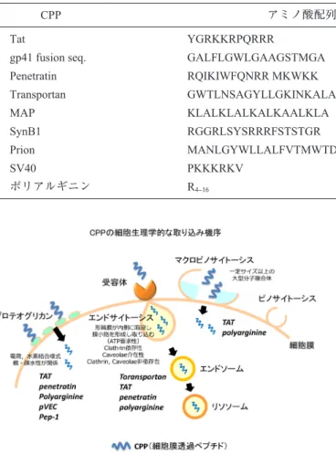 図 1  CPPの細胞生理学的な取り込み機序