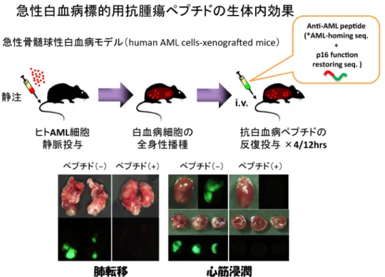 図 6  環状RGD（cRGD）の血管内皮への取り込みのプロセス
