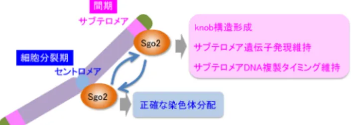 図 1  Sgo2は細胞周期依存的にサブテロメアとセントロメアを