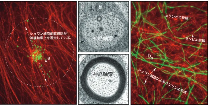 図 8  図7 をin vitro で再現する試み 左側の図は単離精製されシュワン細胞前駆細胞（緑，GFP を発現している）が，後根神経節神経細胞の神経軸索上 （赤，神経核はこの視野にはない）で遊走しているようす．中央の電子顕微鏡写真（上）はこの輪切り切片である． シュワン細胞前駆細胞が軸索を囲んでいる．前駆細胞は神経軸索の周りを回転しながら遊走していると推定され る．右側の写真はシュワン細胞前駆細胞がシュワン細胞に分化し，神経軸索をミエリン化しているようす．ランビ エ絞輪も形成されている．中央の電子顕微鏡