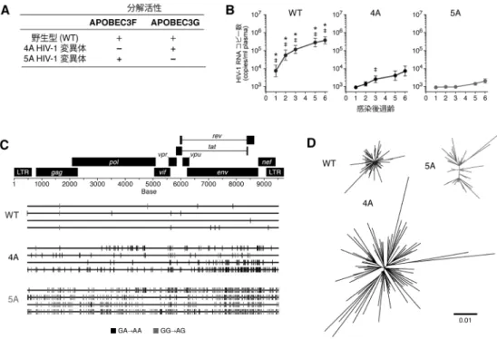 図 4  vif変異HIV-1 感染ヒト化マウスを用いた解析