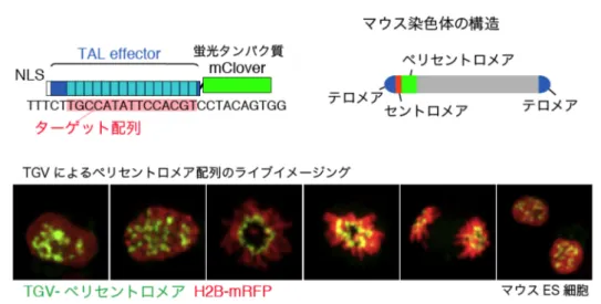 図 1  TGV法によるマウスペリセントロメア領域の繰り返し配列の可視化 ペリセントロメア繰り返し配列内の 15塩基に対する TALEをデザインし，蛍光タンパク質 mCloverを融合した． TALE-mClover を細胞に発現させると，ターゲット配列が特異的にラベルされ，その細胞内局在をライブイメージ ングすることができる． 図 2  核内における構造体 核は二重膜構造の核膜を持ち，内側は核ラミナで裏打ちされ ている．クロマチン（灰色）は規則的に折りたたまれて核に収 められており，クロマチン間のスペース