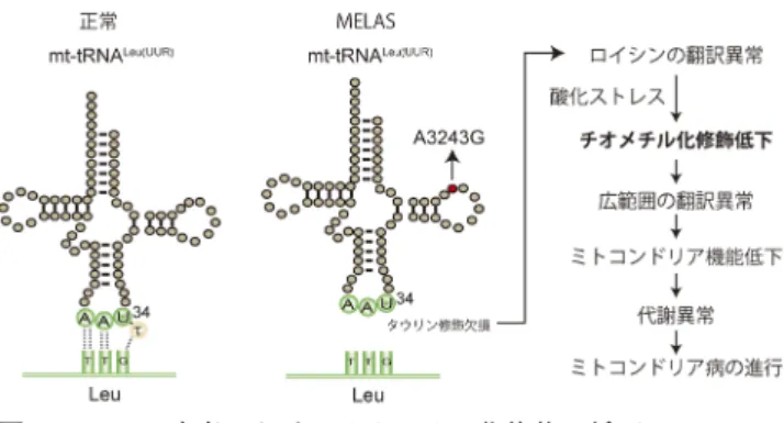 図 5  MELAS患者におけるチオメチル化修飾の低下