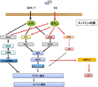 図 3  海馬のグルタミン酸神経に発現しているERαとARの抗体染色像