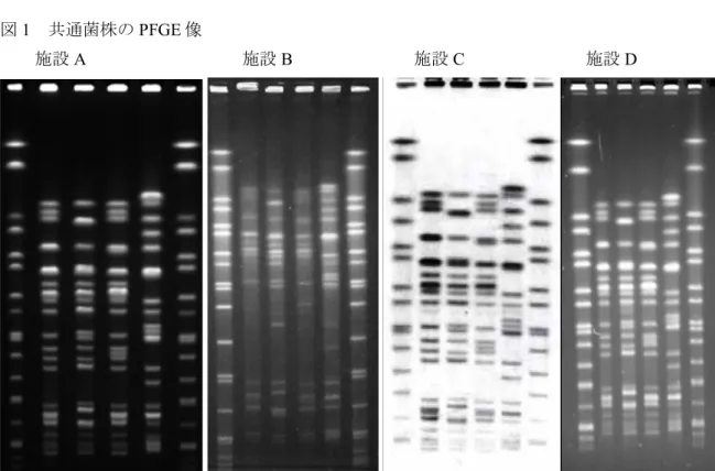 図 1  共通菌株の PFGE 像
