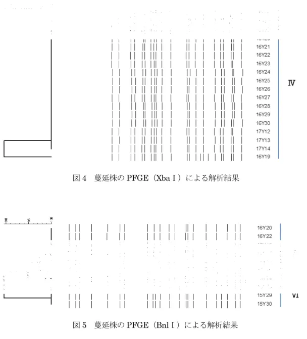 図 5  蔓延株の PFGE （ Bnl Ⅰ）による解析結果