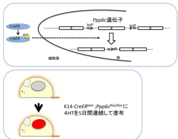 図 2  皮膚2 段階発がん実験におけるプロモーターには，2 種類 の異なる機構が報告されている