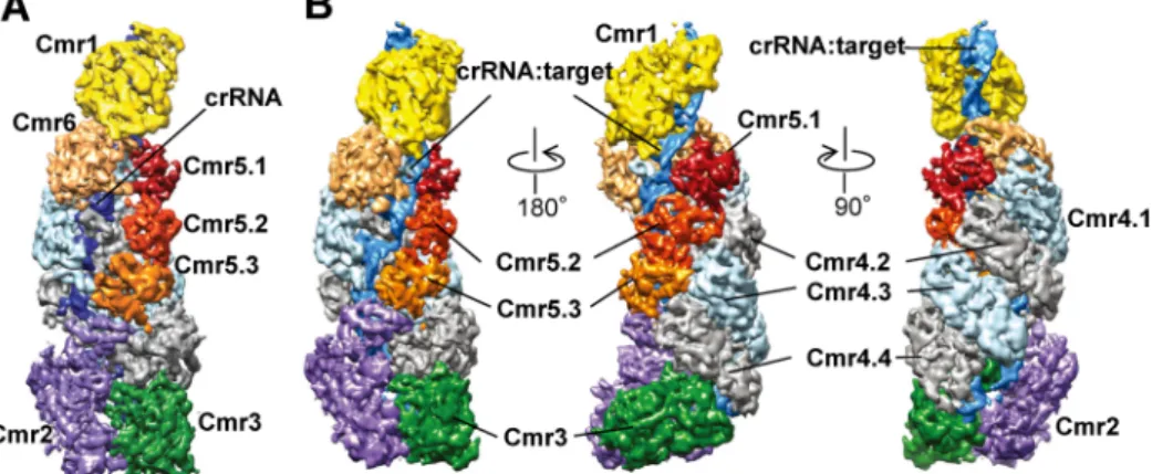 図 3  Thermus thermophilus Cmr複合体（TtCmr）の立体構造