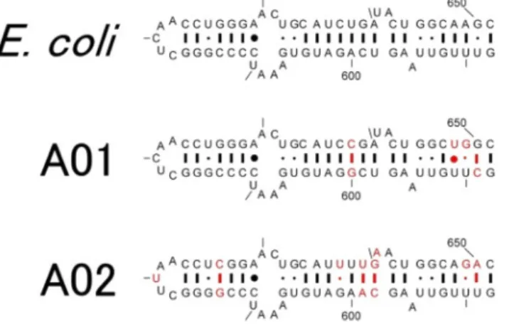 図 2  大腸菌内で機能する異種（A01および A02）16S rRNA の ヘリックス 21領域の二次構造