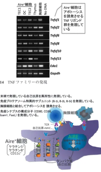 図 15  Aire ＋ 細胞は自己抗原提示細胞の主な特徴を示す