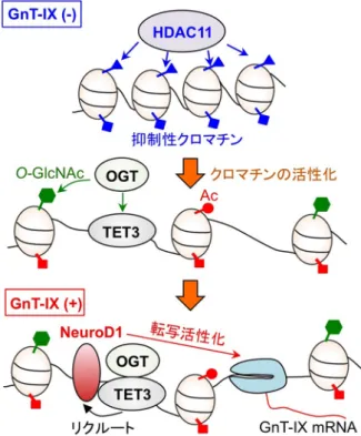 図 3  GnT-IX遺 伝 子 の HDAC11 に よ る ク ロ マ チ ン の 抑 制 と