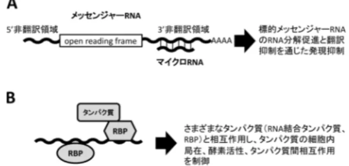 図 1  マイクロ RNAと長鎖ノンコーディング RNA の違い