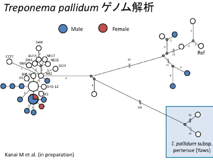 図 1B.  国内検体から得られら 16 株の由来別（性別） 