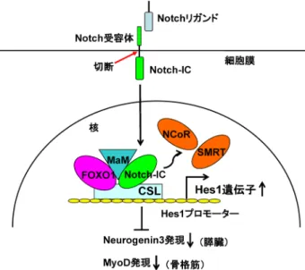 図 2  FOXO1と Notchシグナルが協調して Hes1 転写を活性化す