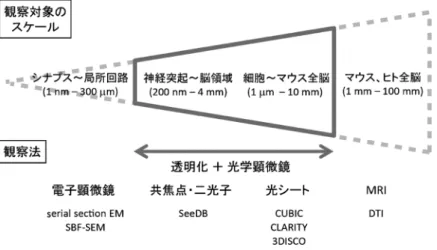 表 1  各種透明化法の比較