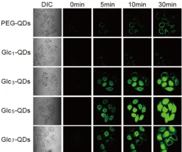 図 3  HeLa 細胞に対してマルトトリオース（Glc3）修飾 QDs,  PEG 修飾QDs あるいは核移行シグナルを持たせた BSA（ローダ ミン修飾）をそれぞれ細胞質にマイクロインジェクション添加 した後の共焦点顕微鏡像の経時変化