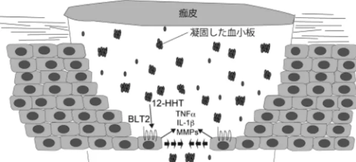 図 2  皮膚創傷治癒における12-HHT とBLT2 の役割のモデル図 ケラチノサイトに発現する BLT2 は，凝固した血小板が産生す