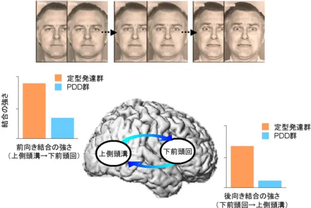 図 1    fMRI 実験(Sato et al., 2012: BMC Neuroscience, 13, 99)の説明．刺激例（上）および脳活動 の結果（下）．PDD 群では上側頭溝と下前頭回を結ぶミラーニューロン回路の機能結合が弱いこ とが示された． 